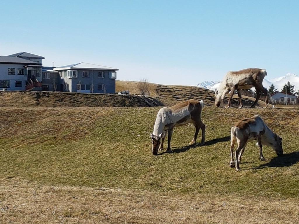 House On The Hill Hotel Höfn Buitenkant foto